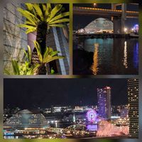 ソテツ,ライトアップ,ソテツ科,夜景,宝石の画像