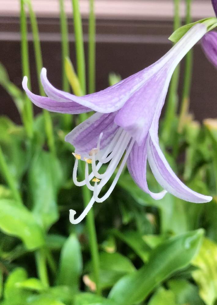 ギボウシの投稿画像 By ハッピーさん 小さな庭と可愛い花と自然の営みと不思議な魅力と驚き と自然の不思議と生命力 と可愛い と可愛い花と自然の営みと不思議な魅力と驚き と自然の不思議と生命力 と可愛い 22月8月31日 Greensnap グリーンスナップ