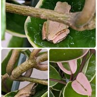 ホヤ・カルノーサ,サクララン,ニホンアマガエル,ホヤ・カルノーサ・リップカラー,花のある暮らしの画像