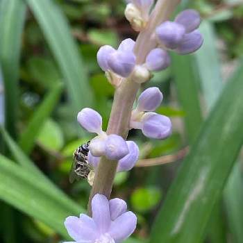 繊細な花の投稿画像一覧 Greensnap グリーンスナップ