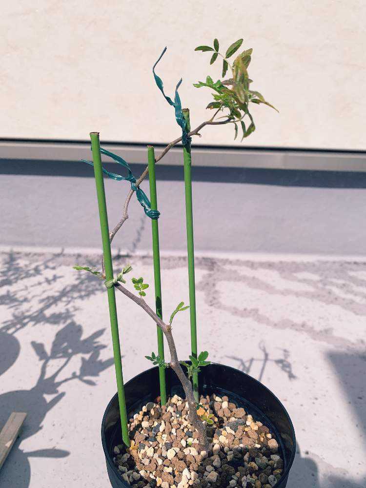 コミフォラモンストローサ commiphora monstrosa｜🍀GreenSnap
