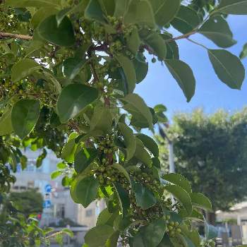 クロガネモチ Greensnap グリーンスナップ