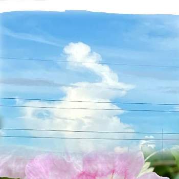 可愛らしい花♡の画像 by 鈴さん | バルコニー/ベランダとGS花友さんに感謝と胸キュンとウクライナに平和をと可愛らしい花♡と平和な日本に感謝と雲仲間とノウゼンカツラと可愛い野草/雑草と乙女色クラブと「戦争のない、平和な世界に」とアート雲☁️