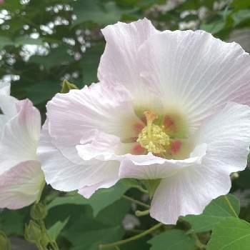 酔芙蓉の投稿画像一覧 Greensnap グリーンスナップ