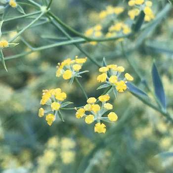 ミシマサイコの投稿画像一覧 Greensnap グリーンスナップ