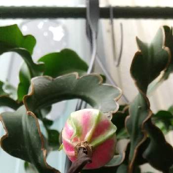 エピフィルム グアテマレンシスの投稿画像一覧 Greensnap グリーンスナップ