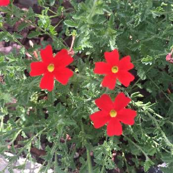 サンブリテニアの投稿画像一覧 Greensnap グリーンスナップ