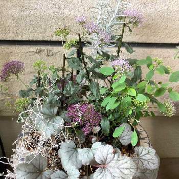 ユウギリソウの画像 by ミルココさん | 玄関とユウギリソウとプラチーナとヒューケラ　シルバーガムドロップと寄せ植えと花のある暮らしとお花は癒し