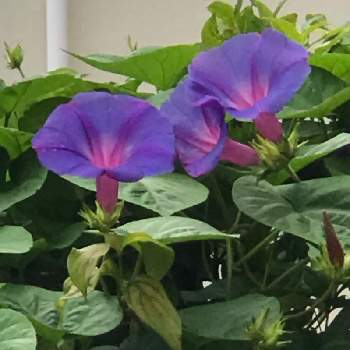 ご近所さんのお花の画像 by 蓮華さん | アサガオとGS2019年スタート組とGlobal peaceとご近所さんのお花とGSの皆さんに感謝してます。と医療従事者に感謝