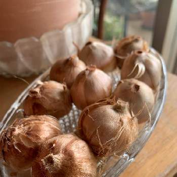 サフランの球根の投稿画像一覧 Greensnap グリーンスナップ