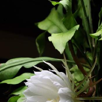 お花に癒される日々の画像 by ウィルママさん | 部屋と木曜モフモフと可愛い❤と月下美人。と今日から９月とお花に癒される日々と素敵✨と純白マニアと大好き♡︎ʾʾと白い花と綺麗✨と花のある暮らし❤️
