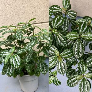 観葉植物,冬越し成功,100均観葉植物,葉っぱ好き,お花好きの画像