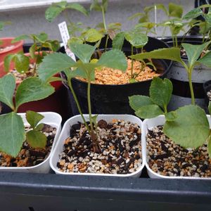 クリスマスローズ,naluロー,ガーデニング,種まきっ子,種まきの画像