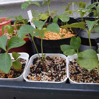 成長記録,種まき,種まきから育てる, アカシアの画像