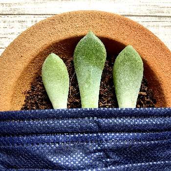 冬美人の投稿画像一覧 Greensnap グリーンスナップ