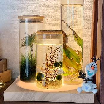 マリモの一覧 Greensnap グリーンスナップ