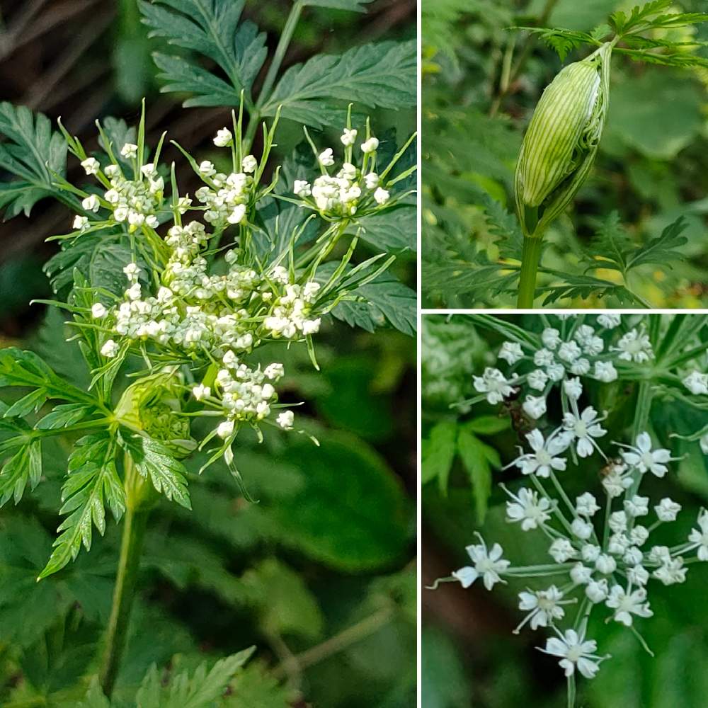 ミヤマセンキュウの投稿画像 By ジャージーさん 野草と山野草大好きと山野草と多年草と可愛いと小さい花と白い花と北海道とお出かけ先と高山植物 と野草と山野草大好きと山野草と多年草と可愛いと小さい花と白い花と北海道と高山植物 22月9月1日 Greensnap