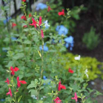 チェリーセージ の投稿画像一覧 Greensnap グリーンスナップ