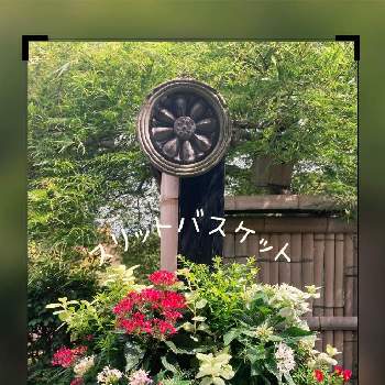 ロータス コットンキャンディの投稿画像一覧 Greensnap グリーンスナップ