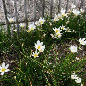 タマスダレ,散歩道,白い花,清楚,植栽の画像