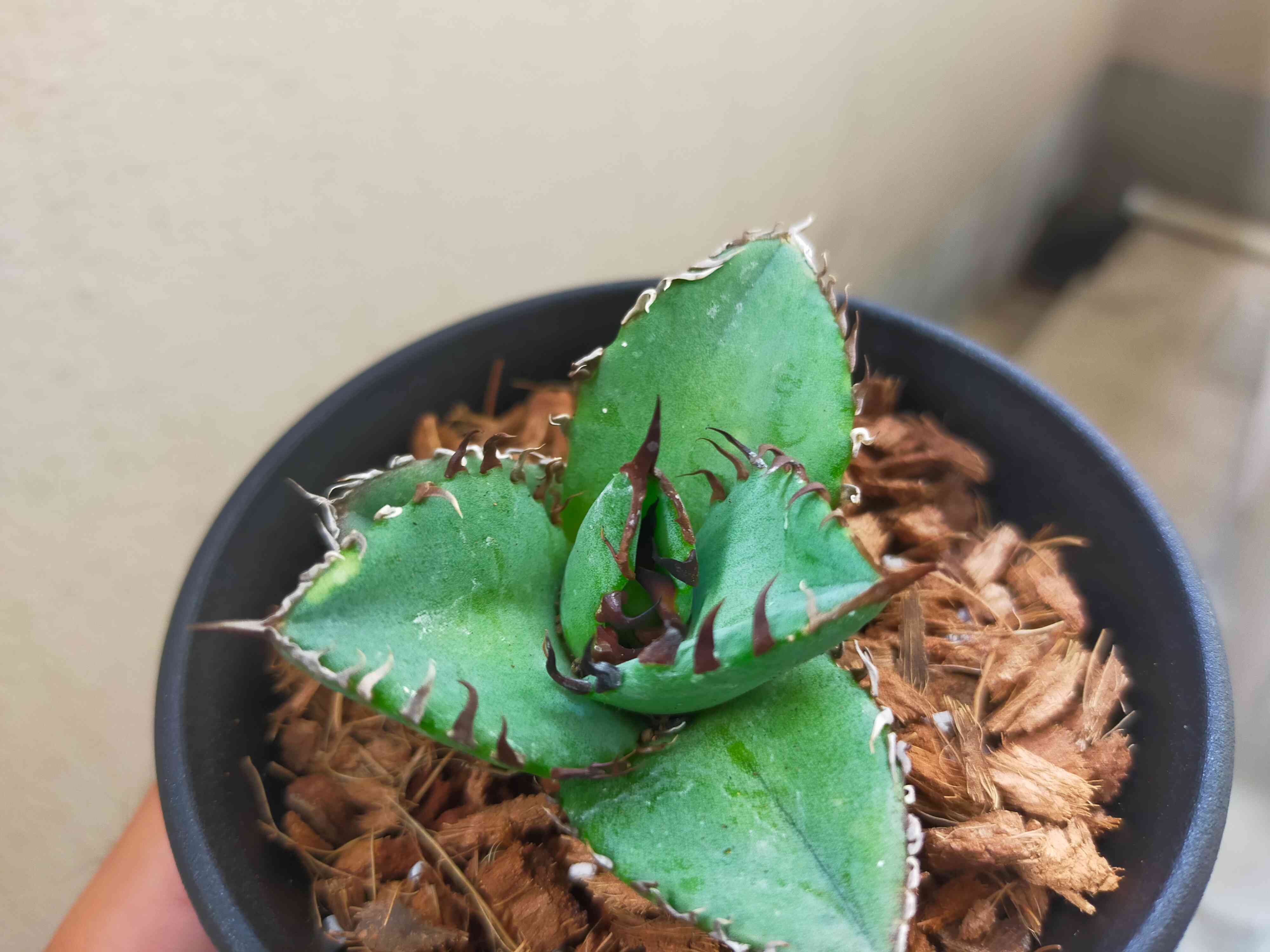 𝟘𝟟オテロイ実生成長記録｜🍀GreenSnap（グリーンスナップ）