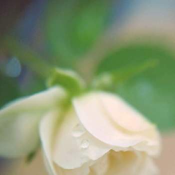 mimozaの雨粒シリーズの画像 by mimozaさん | 小さな庭とバラとミニバラ・グリーンアイスと雨粒と金曜日の蕾たちと雨粒シリーズ☆とmimozaの雨粒シリーズ