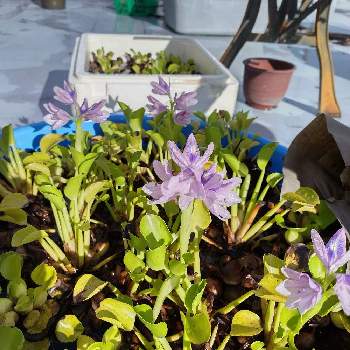 浮き草の投稿画像一覧 Greensnap グリーンスナップ