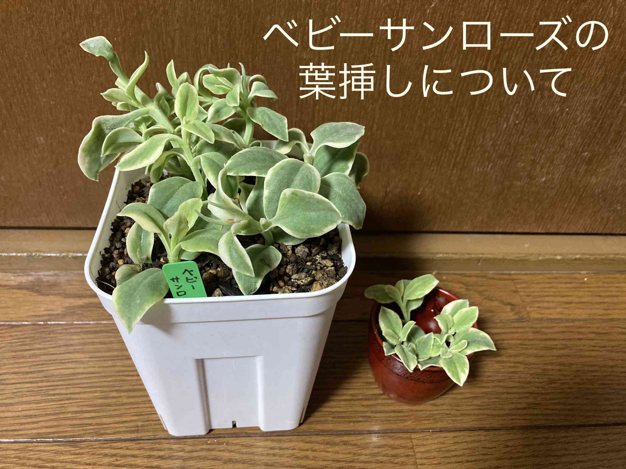 バルコニー/ベランダの投稿画像 by はなずきんさん｜多肉植物と葉挿しとベビーサンローズ(斑入り)と多肉植物と葉挿し  (2022月9月2日)｜🍀GreenSnap（グリーンスナップ）｜🍀GreenSnap（グリーンスナップ）