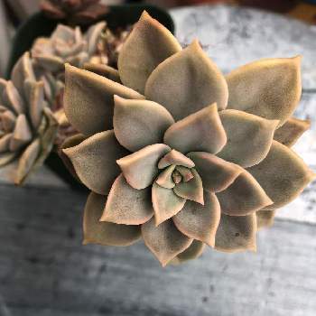 イエティ,多肉植物,グラプトベリア属,ミニブロ. イエティの画像