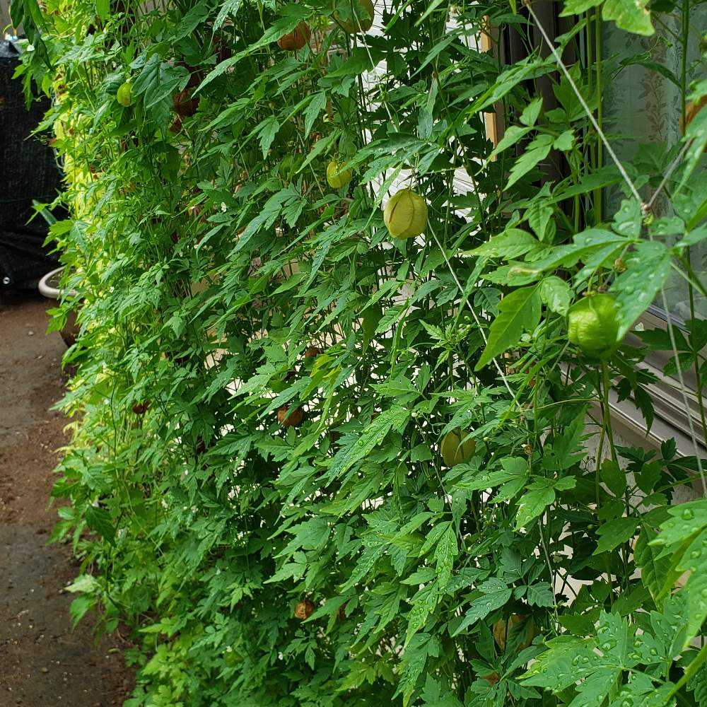 育ててわかるフウセンカズラの楽しみポイント Greensnap グリーンスナップ