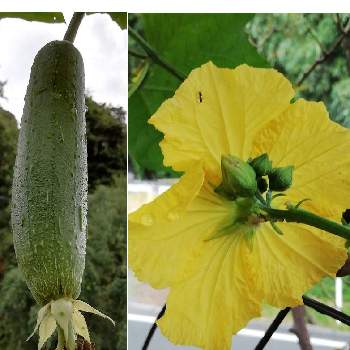 ヘチマの花の投稿画像一覧 Greensnap グリーンスナップ