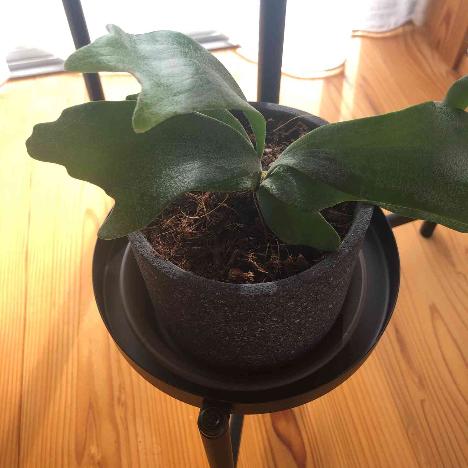 ビカクシダ成長まとめ｜🍀GreenSnap（グリーンスナップ）