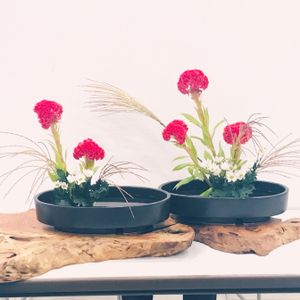 ケイトウ,ススキ,小菊,尾花,ケイトウ（鶏頭）の画像
