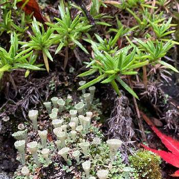 苔の庭の投稿画像一覧 Greensnap グリーンスナップ