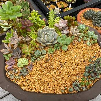 センペルビウム ブルーボーイの一覧 Greensnap グリーンスナップ センペルビウム ブルーボーイの一覧 Greensnap グリーンスナップ