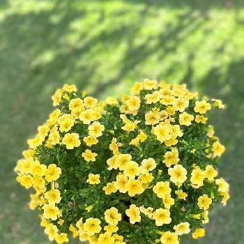 ナフコの投稿画像一覧 Greensnap グリーンスナップ