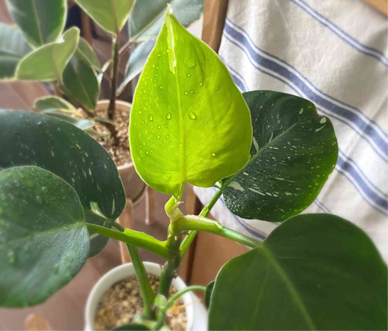２つです‼️【太茎‼️】フィロデンドロン　ホワイトプリンセス　茎③ 斑入り　希少人気 フィロデンドロン：ホワイトプリンセス（ピンク斑入り） 4号23