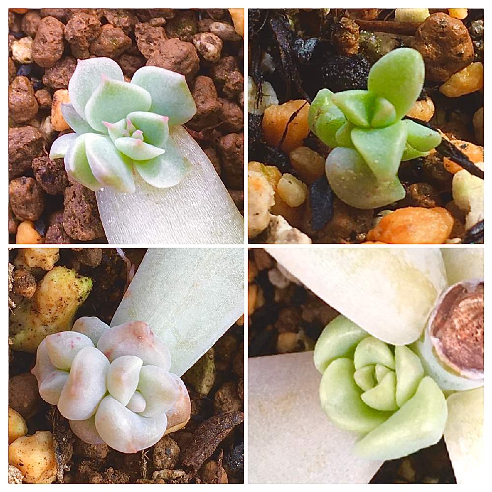 野ばらの精の投稿画像 By ぴぽさん 朧月と誰だっけとみどり牡丹と多肉植物と多肉大好きと多肉植物と多肉大好き 22月9月3日 Greensnap グリーンスナップ Greensnap グリーンスナップ