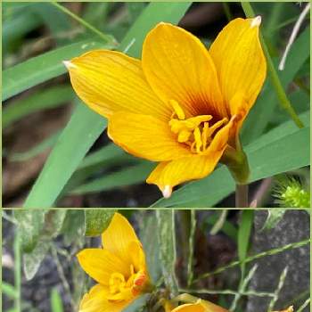 ハブランサスの画像 by poochanさん | ハブランサス ツビスパツスとハブランサスと黄色い花