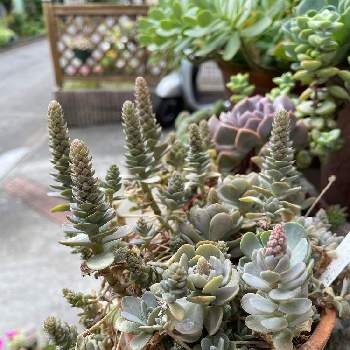 ランナーの投稿画像一覧 Greensnap グリーンスナップ