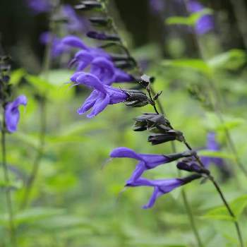 南米原産の一覧 Greensnap グリーンスナップ