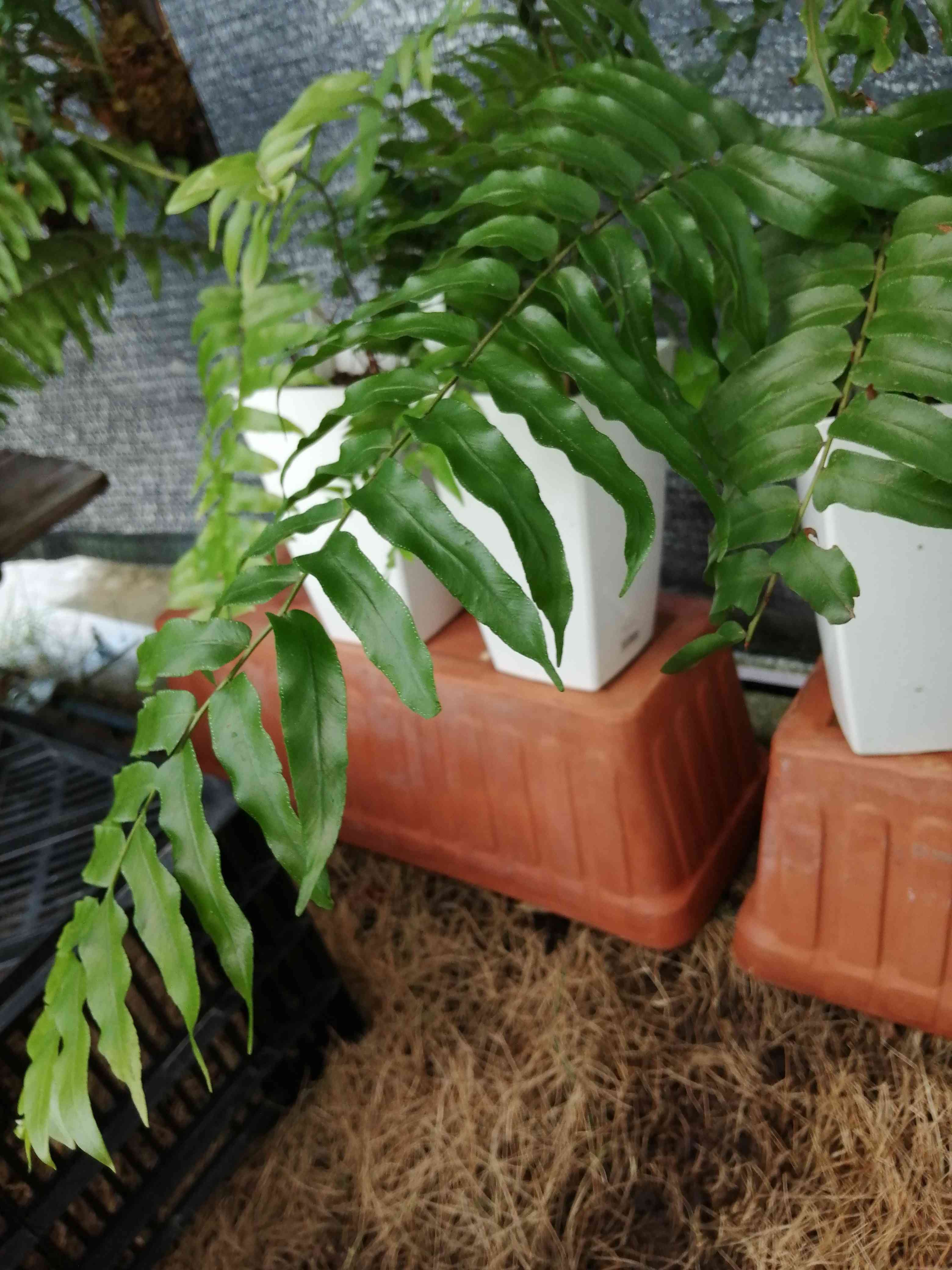 ホウビカンジュ　獅子葉 ホウビカンジュの一覧｜🍀GreenSnap（グリーンスナップ）