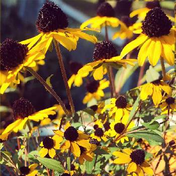ルドベキア*の画像 by サッチンさん | 9月と黄色い花と朝の散歩とルドベキア・ヒルタ*とウォーキング中とルドベキア*