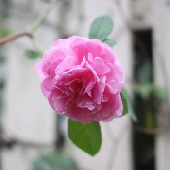 薔薇 ルイーズ オディエの投稿画像一覧 Greensnap グリーンスナップ