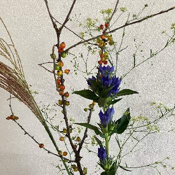 ミシマサイコの投稿画像一覧 Greensnap グリーンスナップ