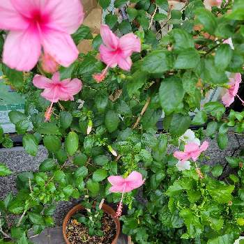 カラフルな花の投稿画像一覧 Greensnap グリーンスナップ