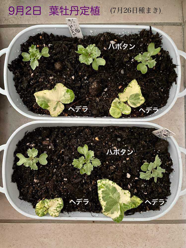 葉牡丹の種まき｜🍀GreenSnap（グリーンスナップ）