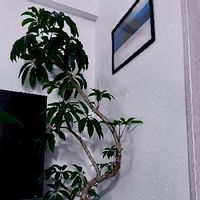 渋い,観葉植物,植物のある暮らし,@シェフレラ,大型観葉植物の画像