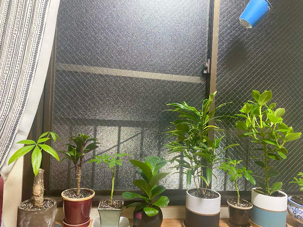 パキラの投稿画像 By うりかさん クルシアロゼアとドラセナ パープル コンパクタとカポックとクロトンとカシワバゴム 22月9月3日 Greensnap グリーンスナップ Greensnap グリーンスナップ