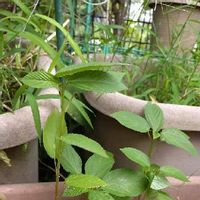 モロヘイヤの育て方 種まきや苗植えの時期は プランター栽培もできる Greensnap グリーンスナップ モロヘイヤの育て方 種まきや苗植えの時期は プランター栽培もできる Greensnap グリーンスナップ